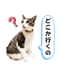 ねこちゃんいたずらちゃん（個別スタンプ：21）