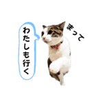ねこちゃんいたずらちゃん（個別スタンプ：22）