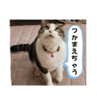 ねこちゃんいたずらちゃん（個別スタンプ：24）