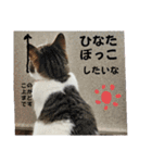 ねこちゃんいたずらちゃん（個別スタンプ：25）