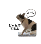 ねこちゃんいたずらちゃん（個別スタンプ：28）
