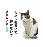 ねこちゃんいたずらちゃん（個別スタンプ：30）