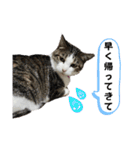 ねこちゃんいたずらちゃん（個別スタンプ：31）