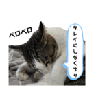 ねこちゃんいたずらちゃん（個別スタンプ：33）