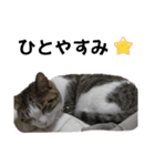 ねこちゃんいたずらちゃん（個別スタンプ：34）