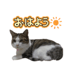 ねこちゃんいたずらちゃん（個別スタンプ：35）