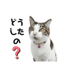 ねこちゃんいたずらちゃん（個別スタンプ：37）