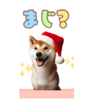 BIGスタンプ 柴犬⛄️（個別スタンプ：16）