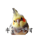 若者オカメインコのスタンプ（個別スタンプ：2）