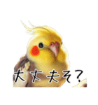 若者オカメインコのスタンプ（個別スタンプ：4）