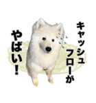 コンサル用語を使いこなすサモエド犬つばき（個別スタンプ：2）