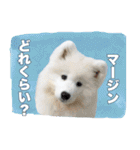 コンサル用語を使いこなすサモエド犬つばき（個別スタンプ：4）