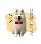 コンサル用語を使いこなすサモエド犬つばき（個別スタンプ：5）