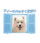 コンサル用語を使いこなすサモエド犬つばき（個別スタンプ：6）