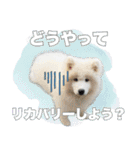 コンサル用語を使いこなすサモエド犬つばき（個別スタンプ：10）