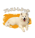 コンサル用語を使いこなすサモエド犬つばき（個別スタンプ：13）