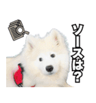 コンサル用語を使いこなすサモエド犬つばき（個別スタンプ：18）