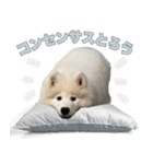 コンサル用語を使いこなすサモエド犬つばき（個別スタンプ：21）