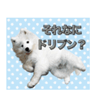 コンサル用語を使いこなすサモエド犬つばき（個別スタンプ：31）