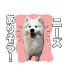 コンサル用語を使いこなすサモエド犬つばき（個別スタンプ：35）