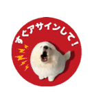 コンサル用語を使いこなすサモエド犬つばき（個別スタンプ：40）