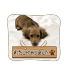 カニンヘンミニチュアダックス子犬のアポロ（個別スタンプ：14）