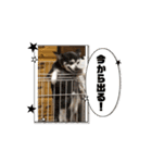 動く岡山犬・埼玉犬猫（個別スタンプ：5）