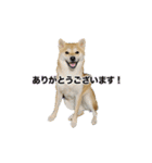 愛犬つむぎ（個別スタンプ：11）