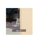 愛犬つむぎ（個別スタンプ：22）