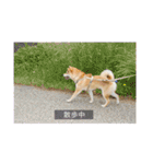 愛犬つむぎ（個別スタンプ：24）