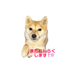 使える❗️うーさんスタンプ（個別スタンプ：3）