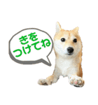 使える❗️うーさんスタンプ（個別スタンプ：11）
