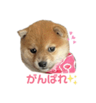使える❗️うーさんスタンプ（個別スタンプ：14）