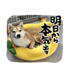 使える❗️うーさんスタンプ（個別スタンプ：36）
