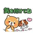 毎日使える♪ずっと定番 #柴犬クッキー6（個別スタンプ：30）