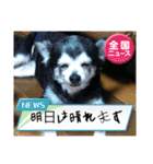 埼玉犬猫・岡山犬（個別スタンプ：1）