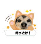 埼玉犬猫・岡山犬（個別スタンプ：3）