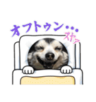 埼玉犬猫・岡山犬（個別スタンプ：9）