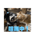 埼玉犬猫・岡山犬（個別スタンプ：11）