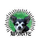 埼玉犬猫・岡山犬（個別スタンプ：12）