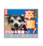 埼玉犬猫・岡山犬（個別スタンプ：13）