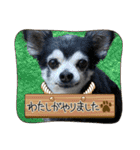 埼玉犬猫・岡山犬（個別スタンプ：19）