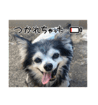 埼玉犬猫・岡山犬（個別スタンプ：23）