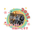 埼玉犬猫・岡山犬（個別スタンプ：24）