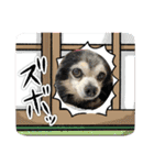 埼玉犬猫・岡山犬（個別スタンプ：32）