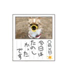 埼玉犬猫・岡山犬（個別スタンプ：33）