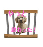 可愛いトイプー1（個別スタンプ：14）