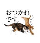 猫田風太郎ファミリー第三世代（個別スタンプ：1）