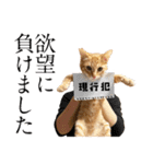 猫田風太郎ファミリー第三世代（個別スタンプ：7）