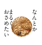 猫田風太郎ファミリー第三世代（個別スタンプ：10）